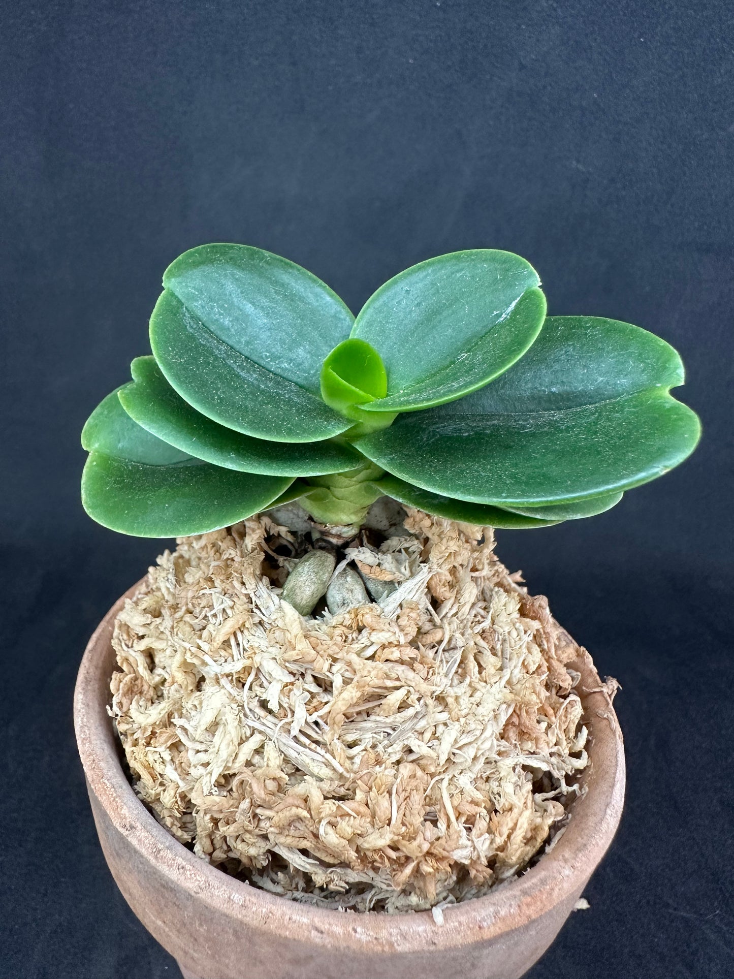 ナゴラン 名護蘭 大きな明丸③ Sedirea Japonica Minmaru