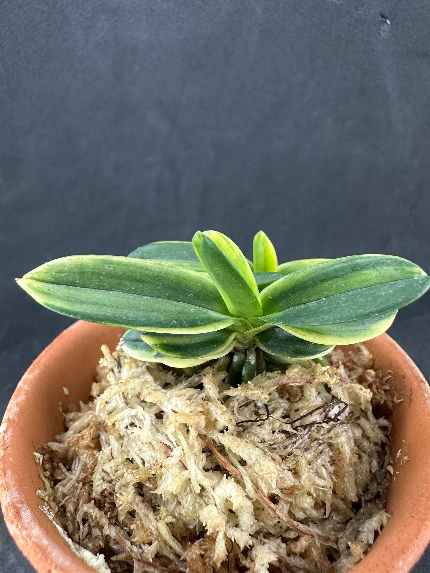 富貴蘭 Neofinetia falcata 大将軍 Daisyougun
