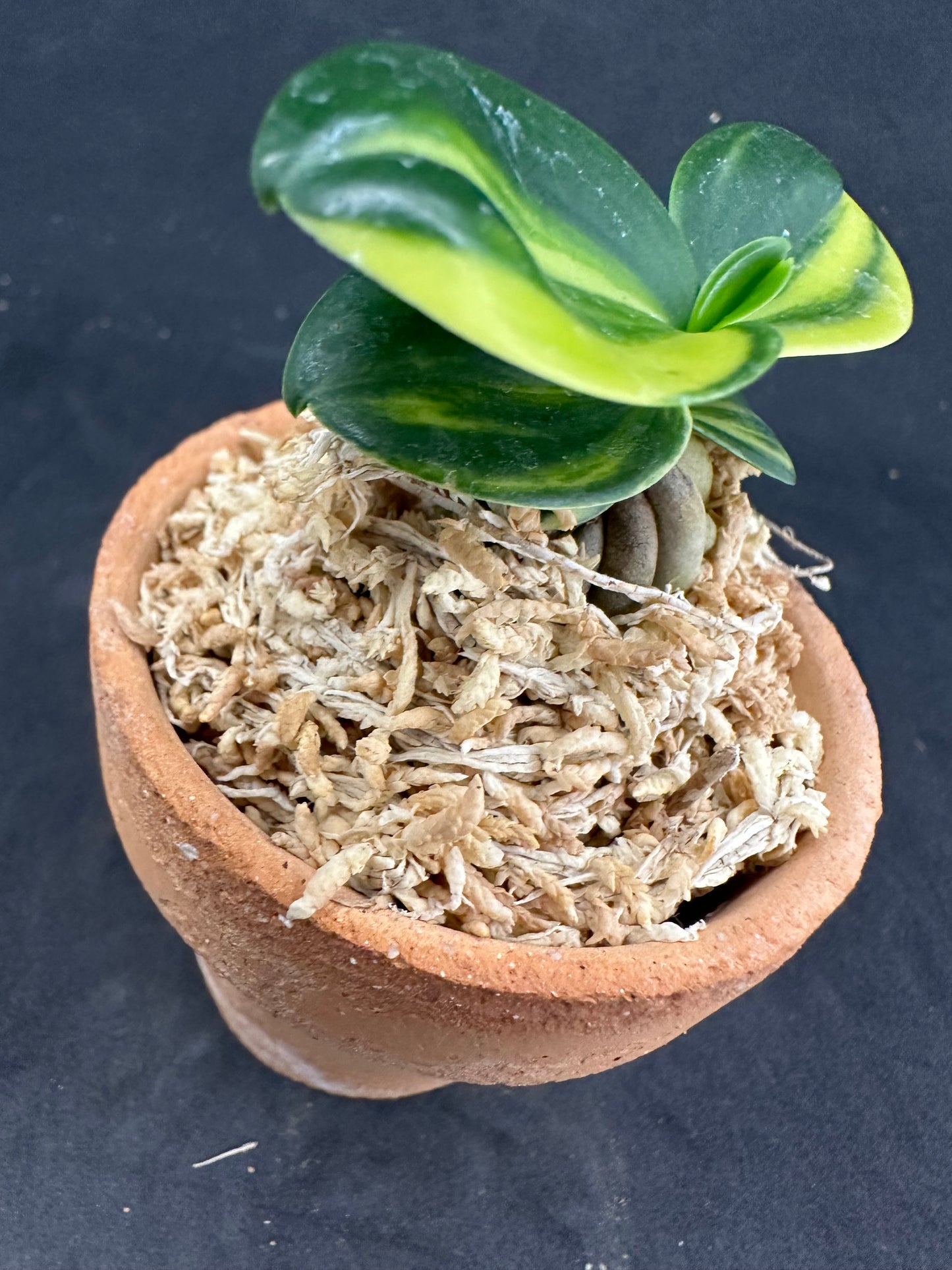 ナゴラン 名護蘭 明丸縞 Sedirea Japonica Minmaru-Shima