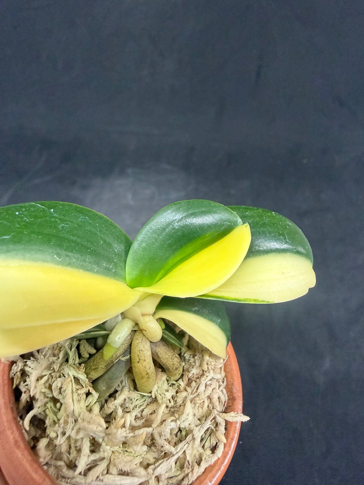 【Europe-P022】Minmaru Shima Hangetsu 明丸縞 半月