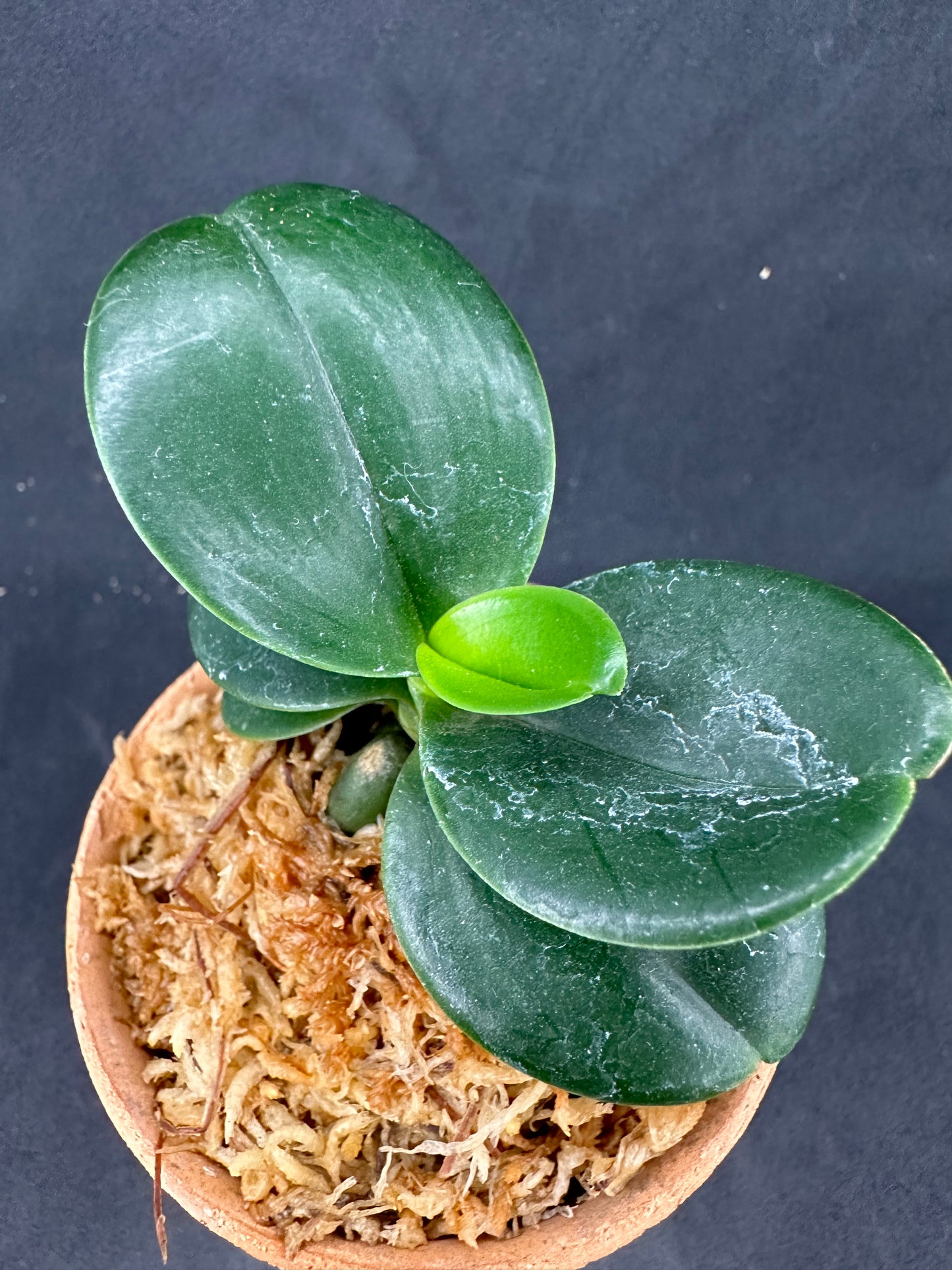 ナゴラン 名護蘭 大きな明丸 ① Sedirea Japonica minmaru