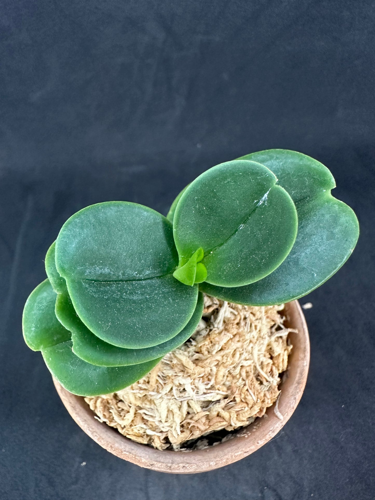 ナゴラン 名護蘭 大きな明丸③ Sedirea Japonica Minmaru