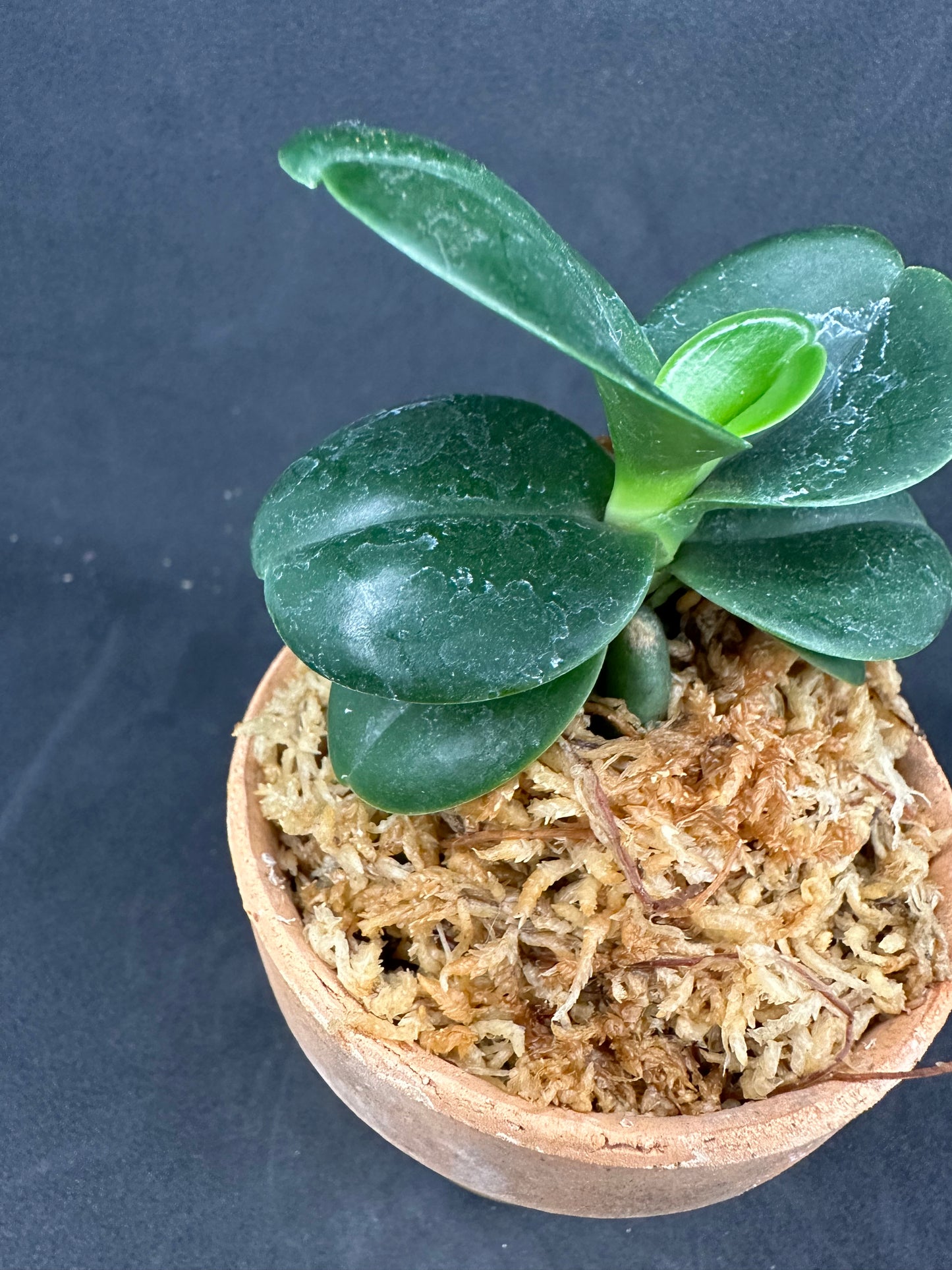 ナゴラン 名護蘭 大きな明丸 ① Sedirea Japonica minmaru