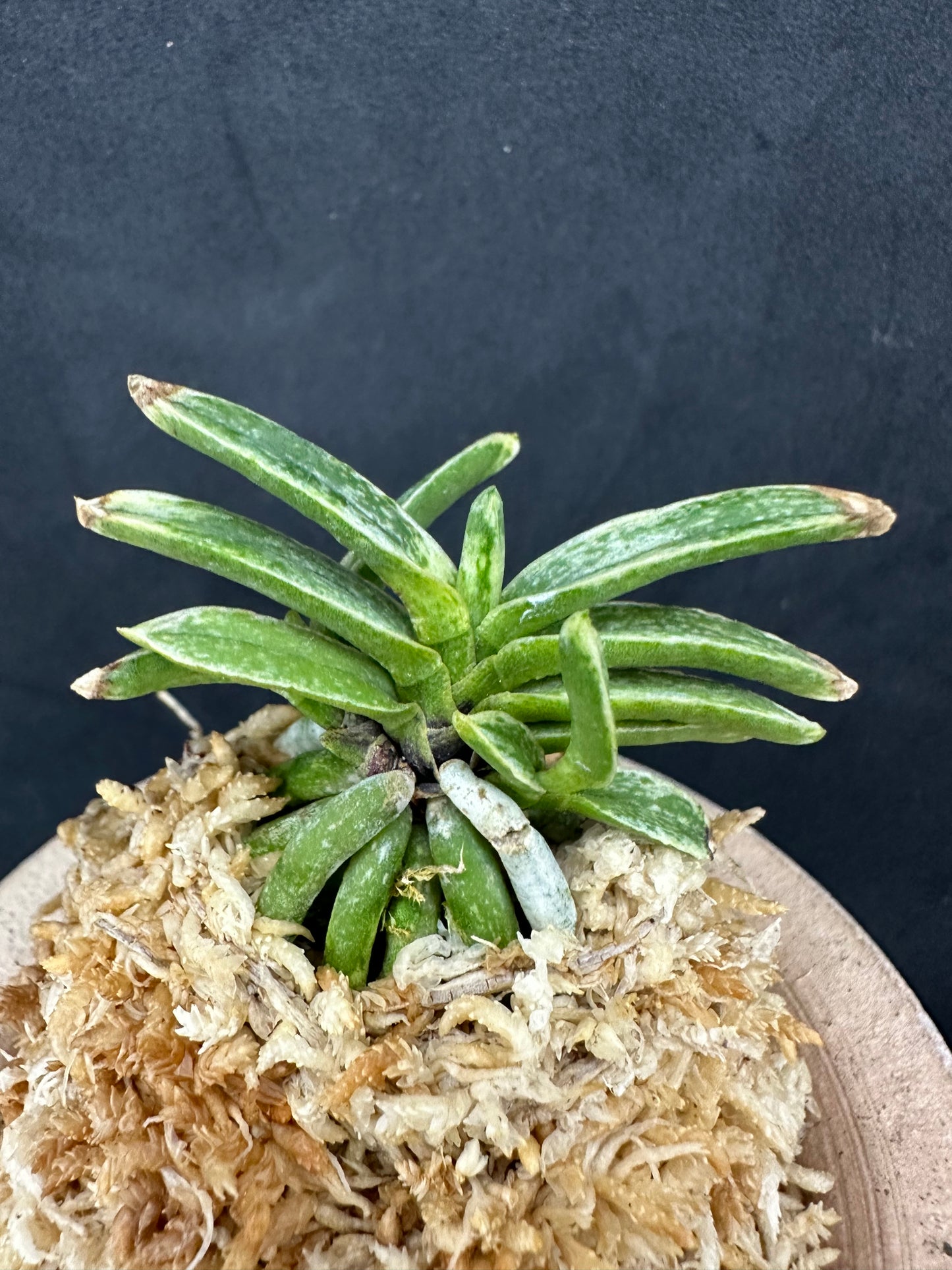 富貴蘭 Neofinetia falcata 珍品 銀沙施 Ginsyashi