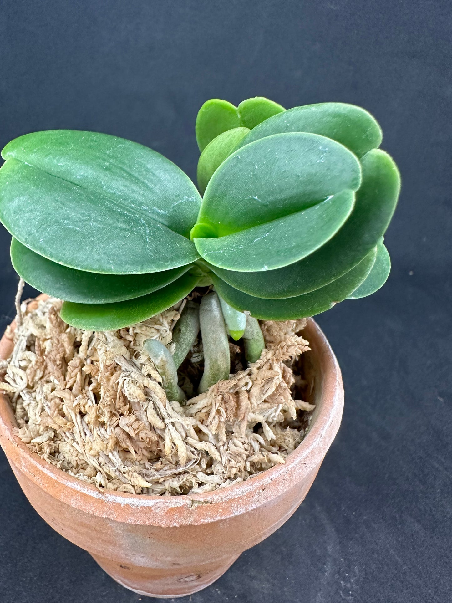 ナゴラン 名護蘭 明丸双子 Sedirea Japonica Minmaru-Twins