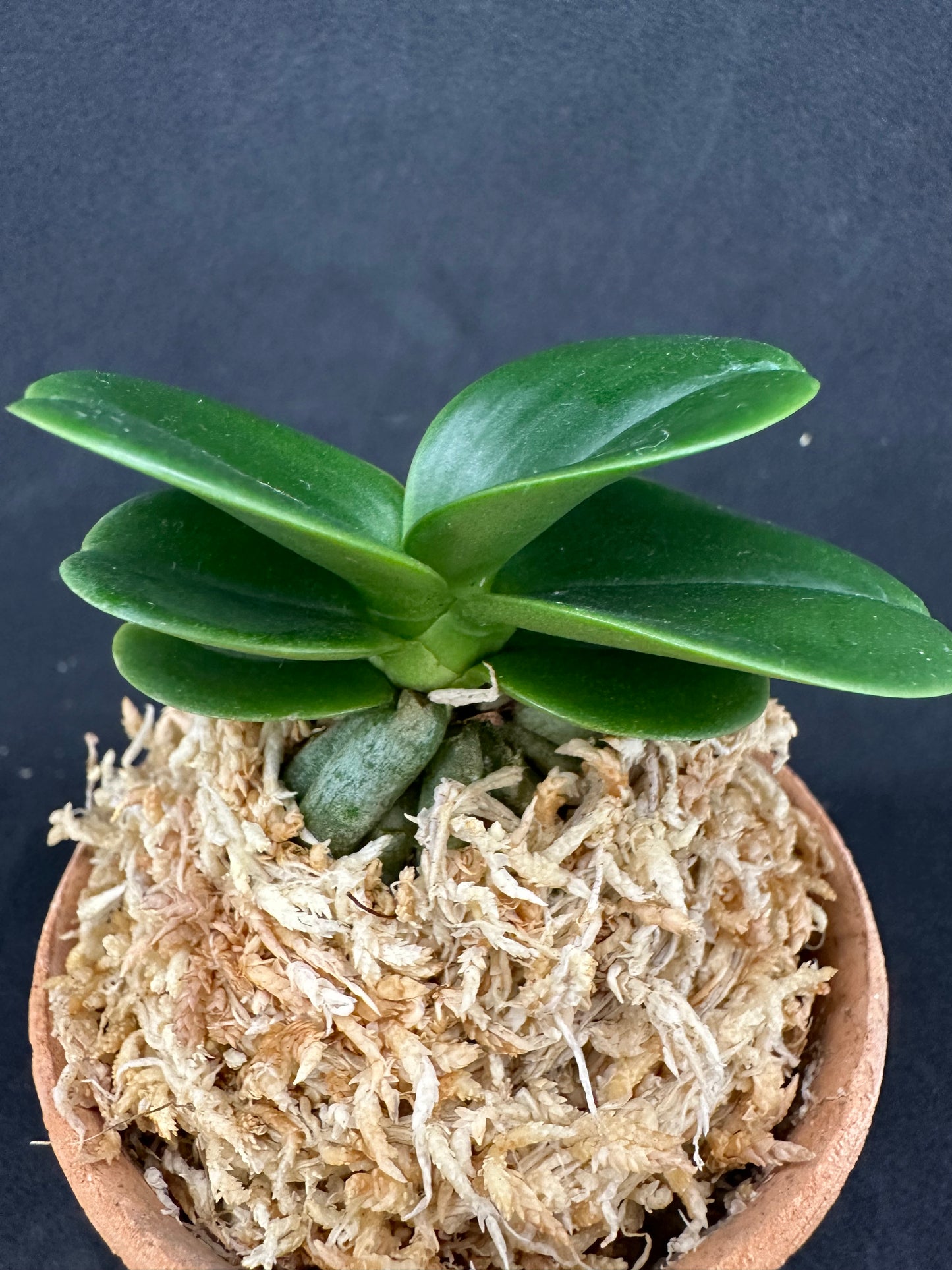 ナゴラン 名護蘭 明丸② Sedirea Japonica minmaru