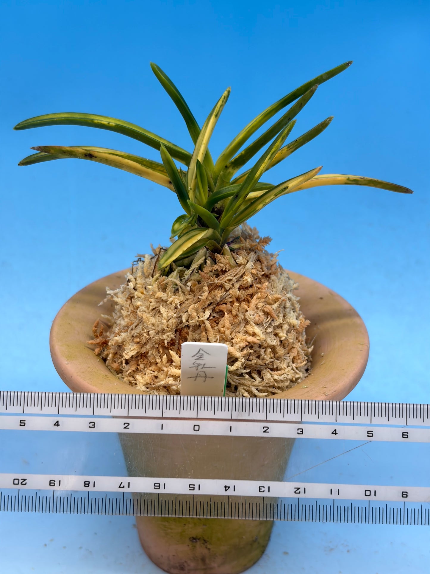 【Europe-N043】kinbotan 金牡丹縞