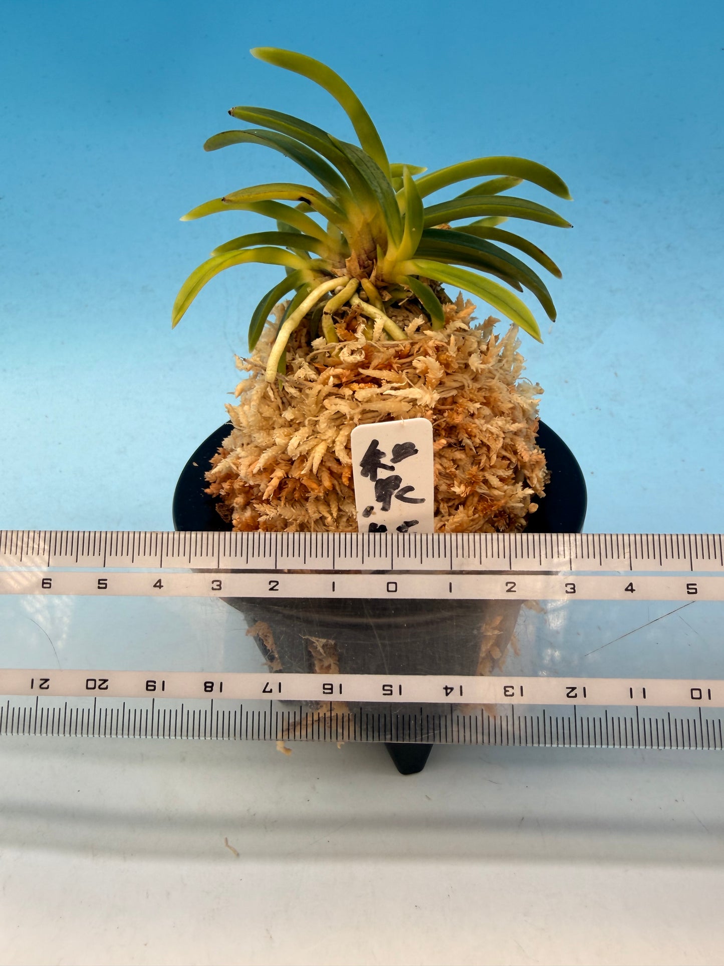 【Europe-N075】izumibotan 和泉牡丹