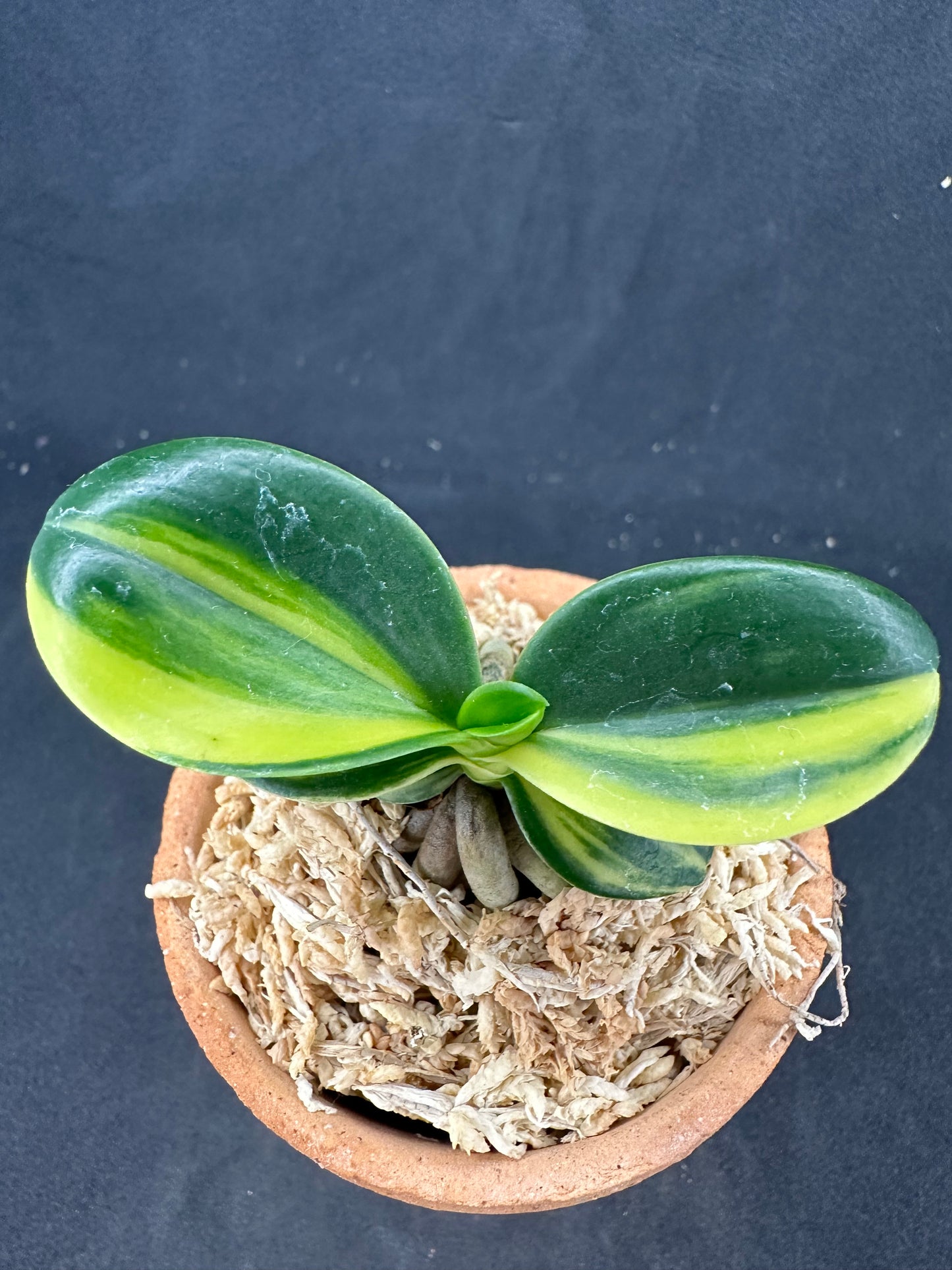 ナゴラン 名護蘭 明丸縞 Sedirea Japonica Minmaru-Shima
