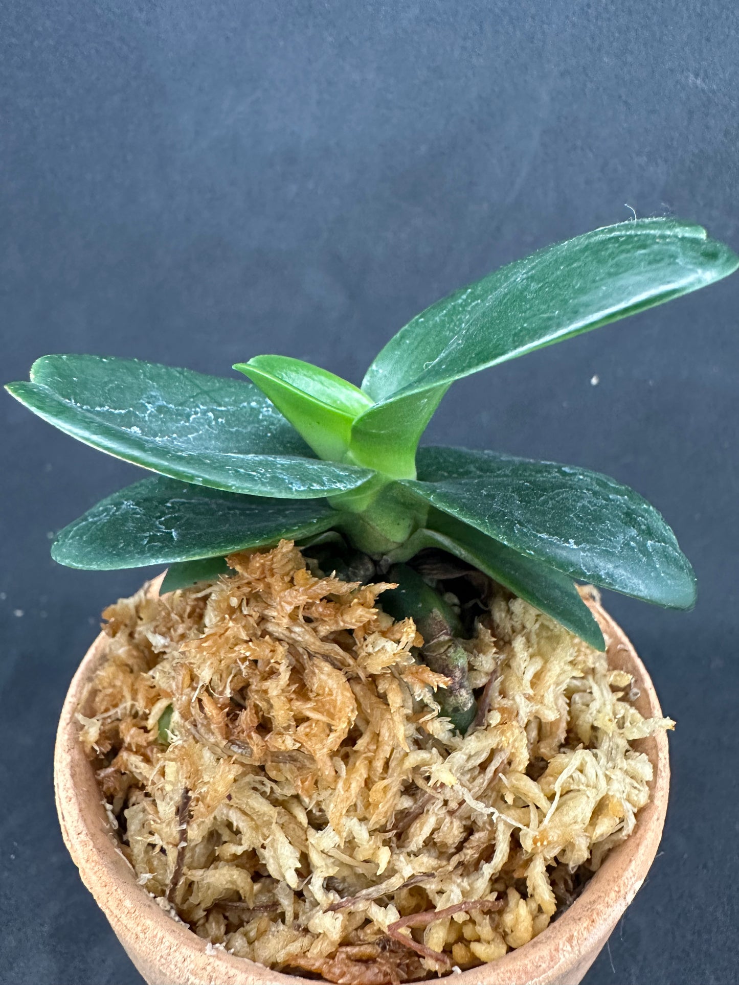 ナゴラン 名護蘭 大きな明丸 ① Sedirea Japonica minmaru