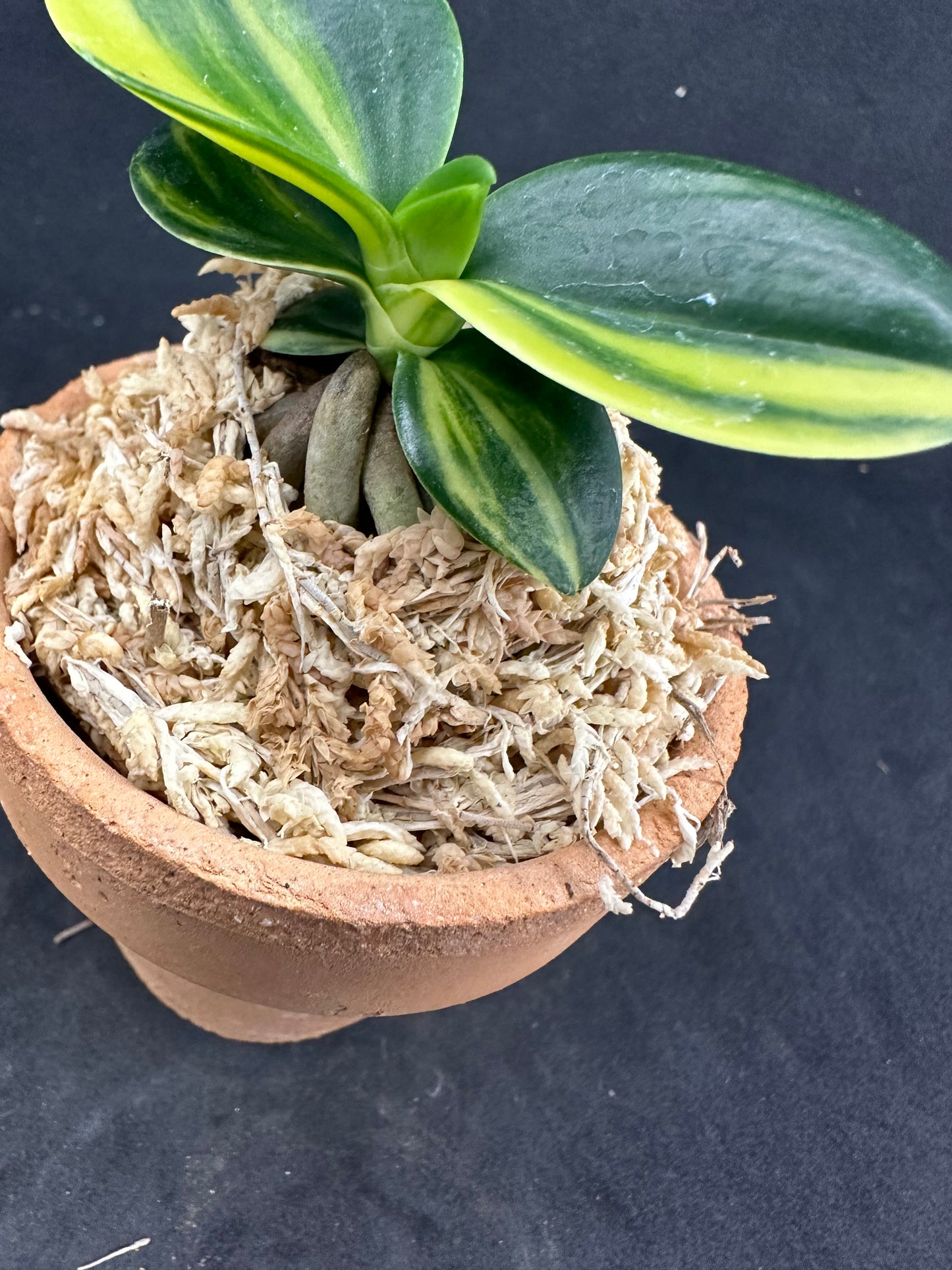 ナゴラン 名護蘭 明丸縞 Sedirea Japonica Minmaru-Shima