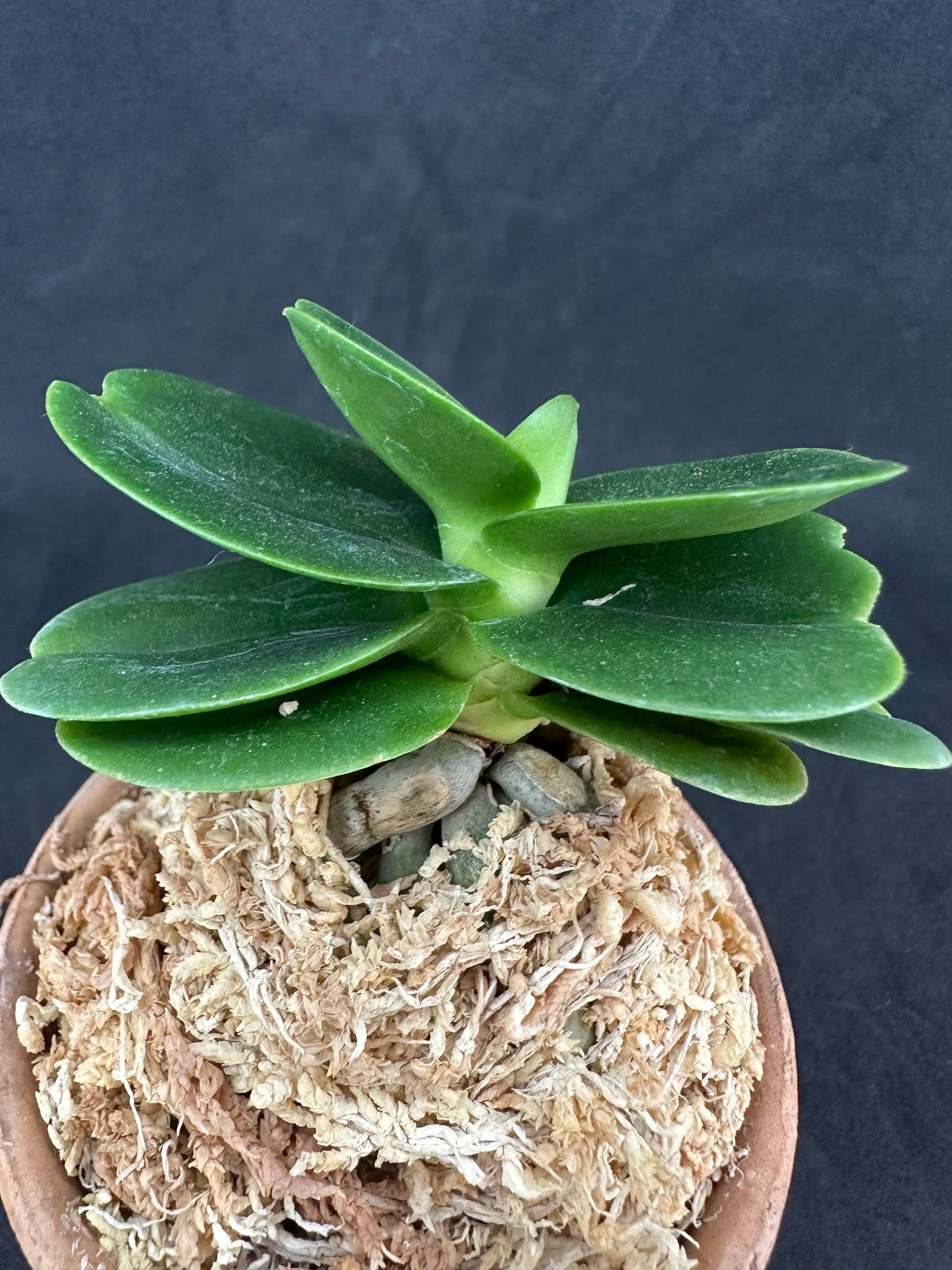 ナゴラン 名護蘭 大きな明丸③ Sedirea Japonica Minmaru