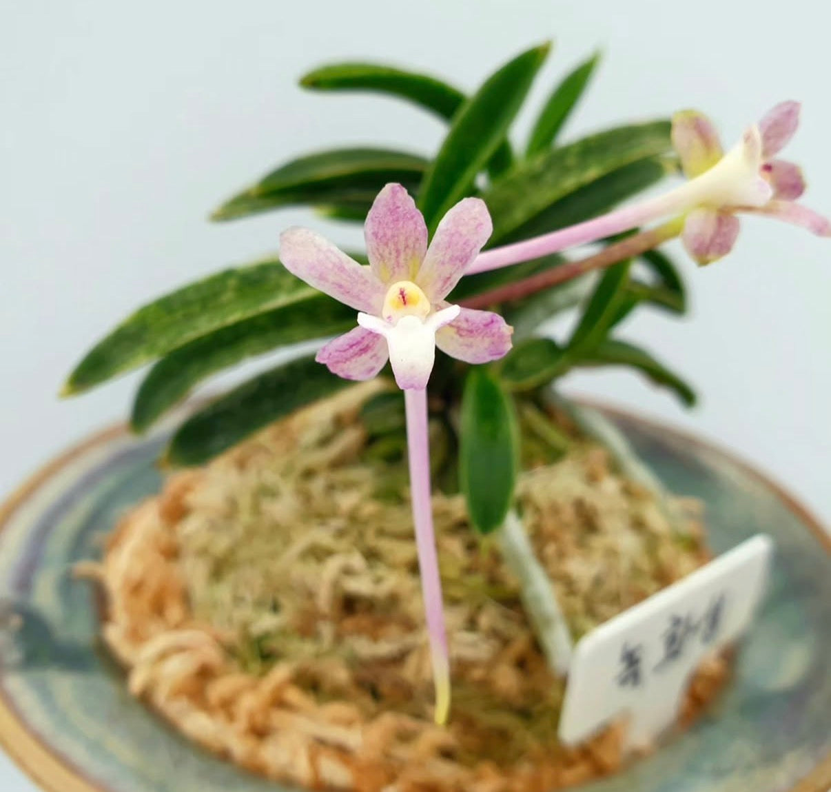 【Europe-N041】ryokkasei緑華星