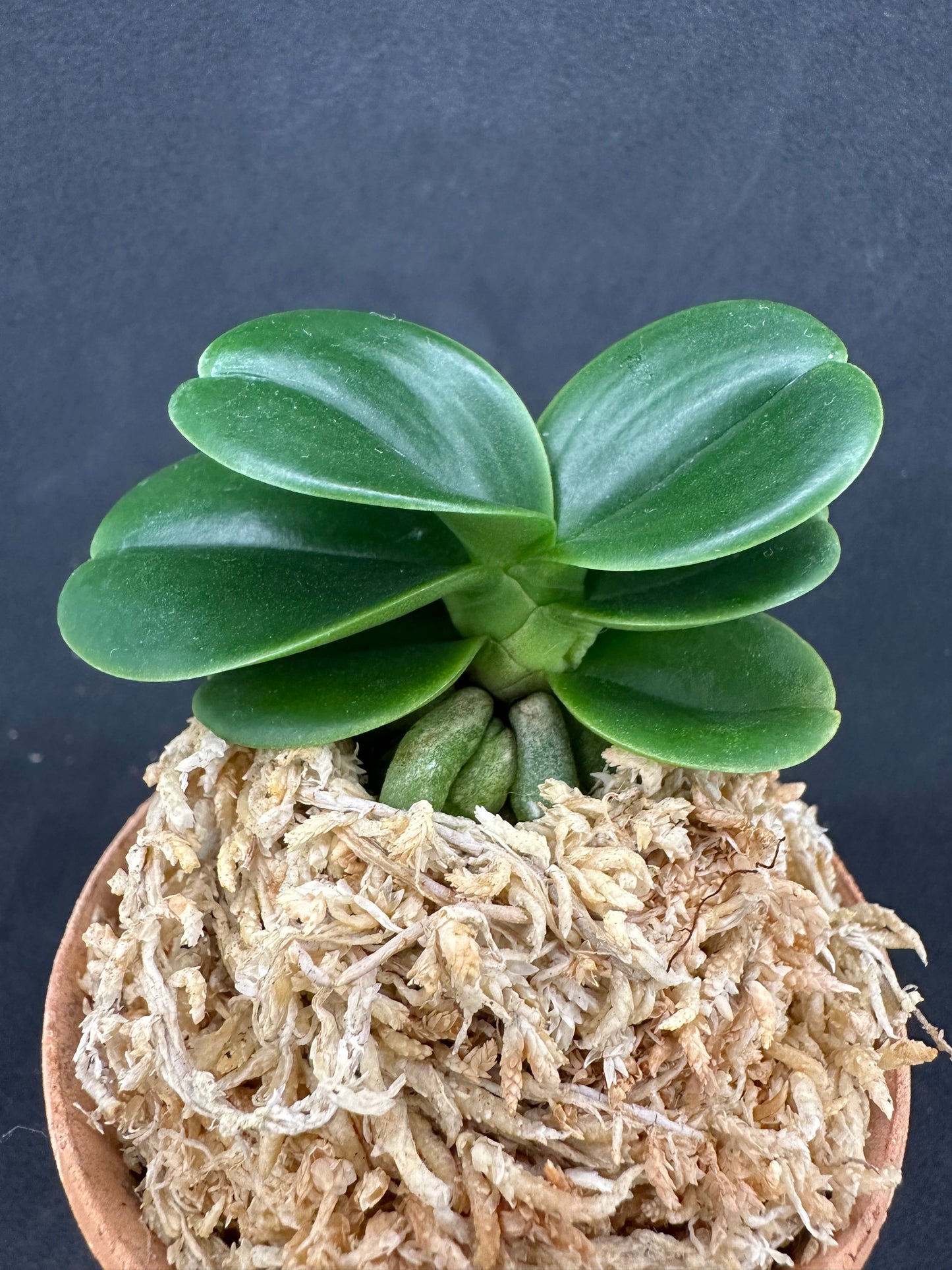 ナゴラン 名護蘭 明丸② Sedirea Japonica minmaru