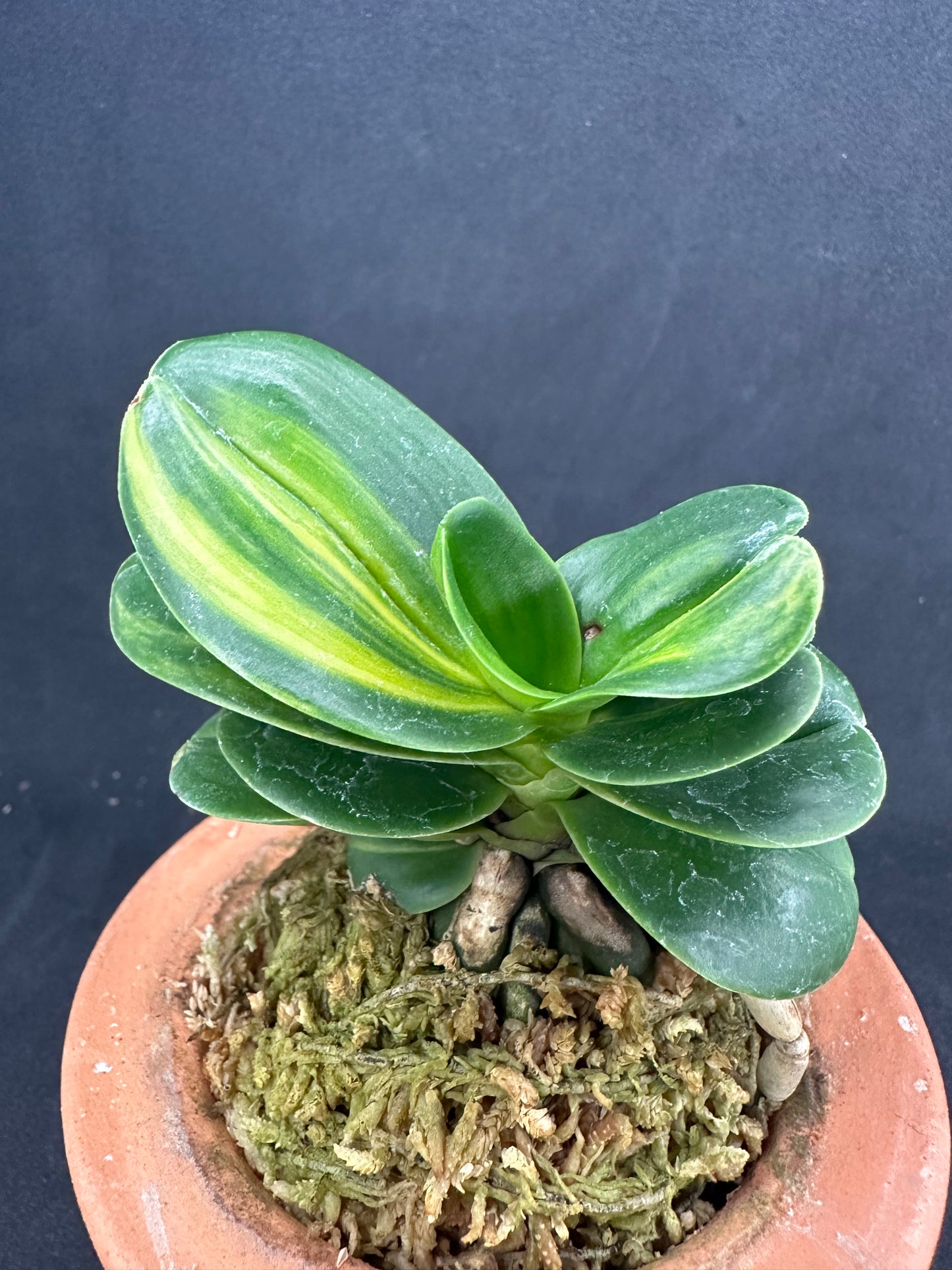 ナゴラン 名護蘭 明丸縞 Sedirea Japonica Minmaru-Shima