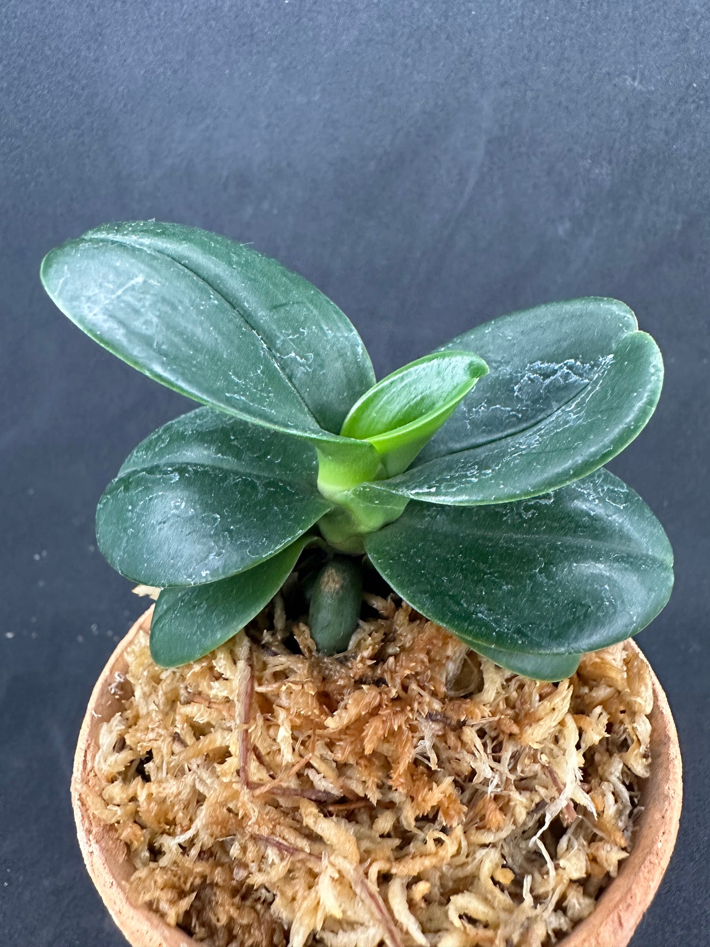 ナゴラン 名護蘭 大きな明丸 ① Sedirea Japonica minmaru