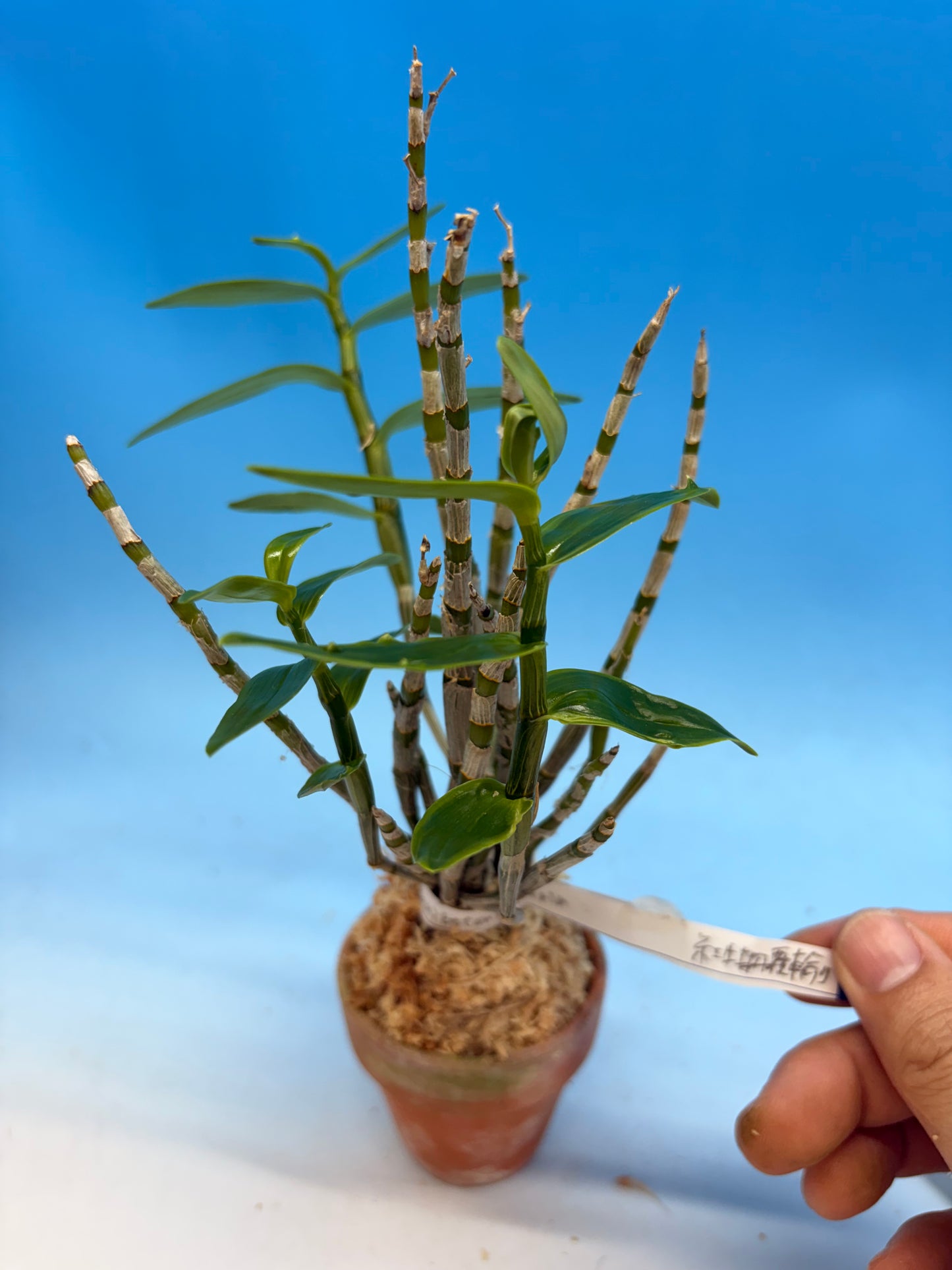 【Europe-D023】Benibotan fukurin 紅牡丹覆輪