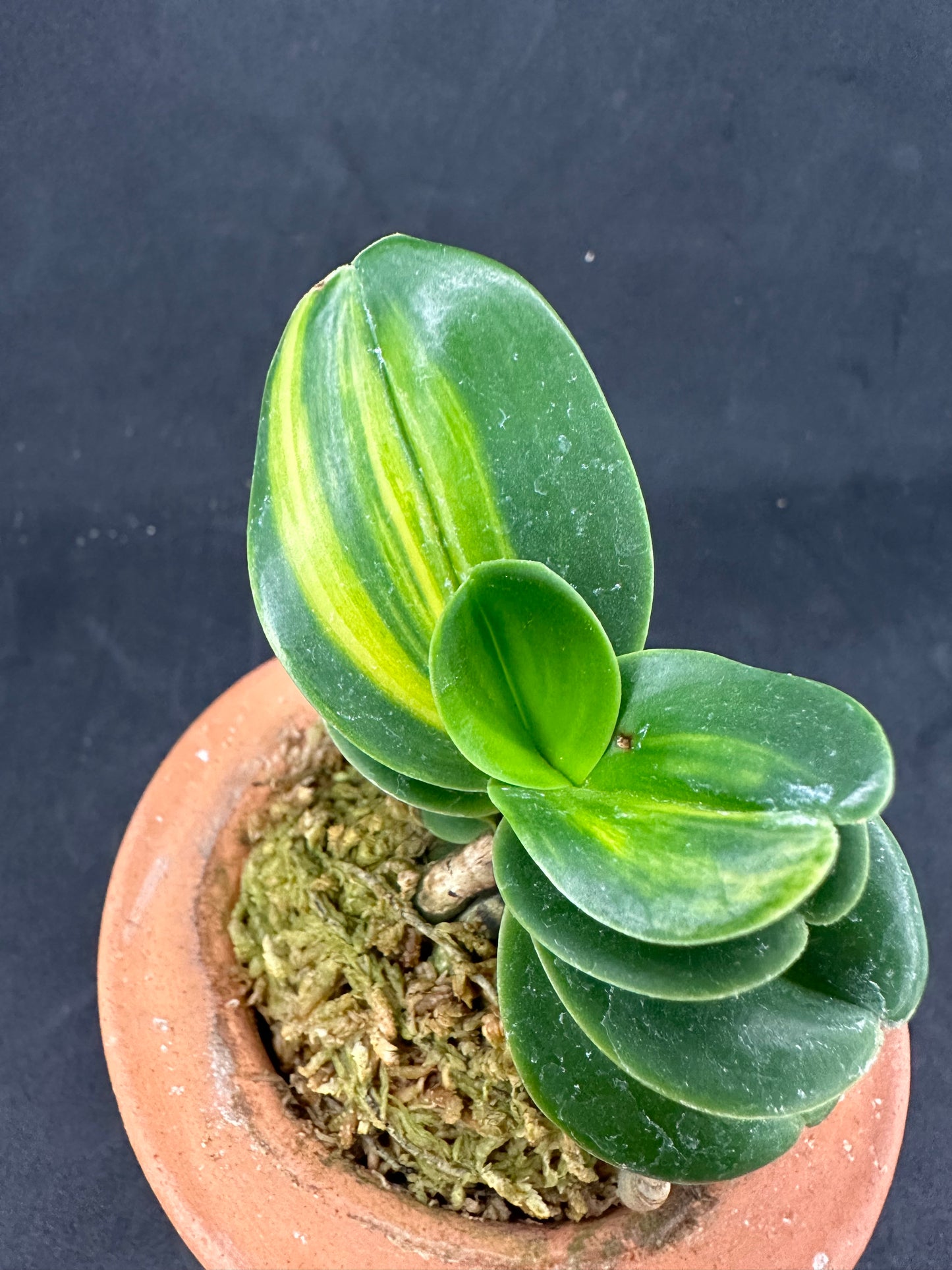 ナゴラン 名護蘭 明丸縞 Sedirea Japonica Minmaru-Shima