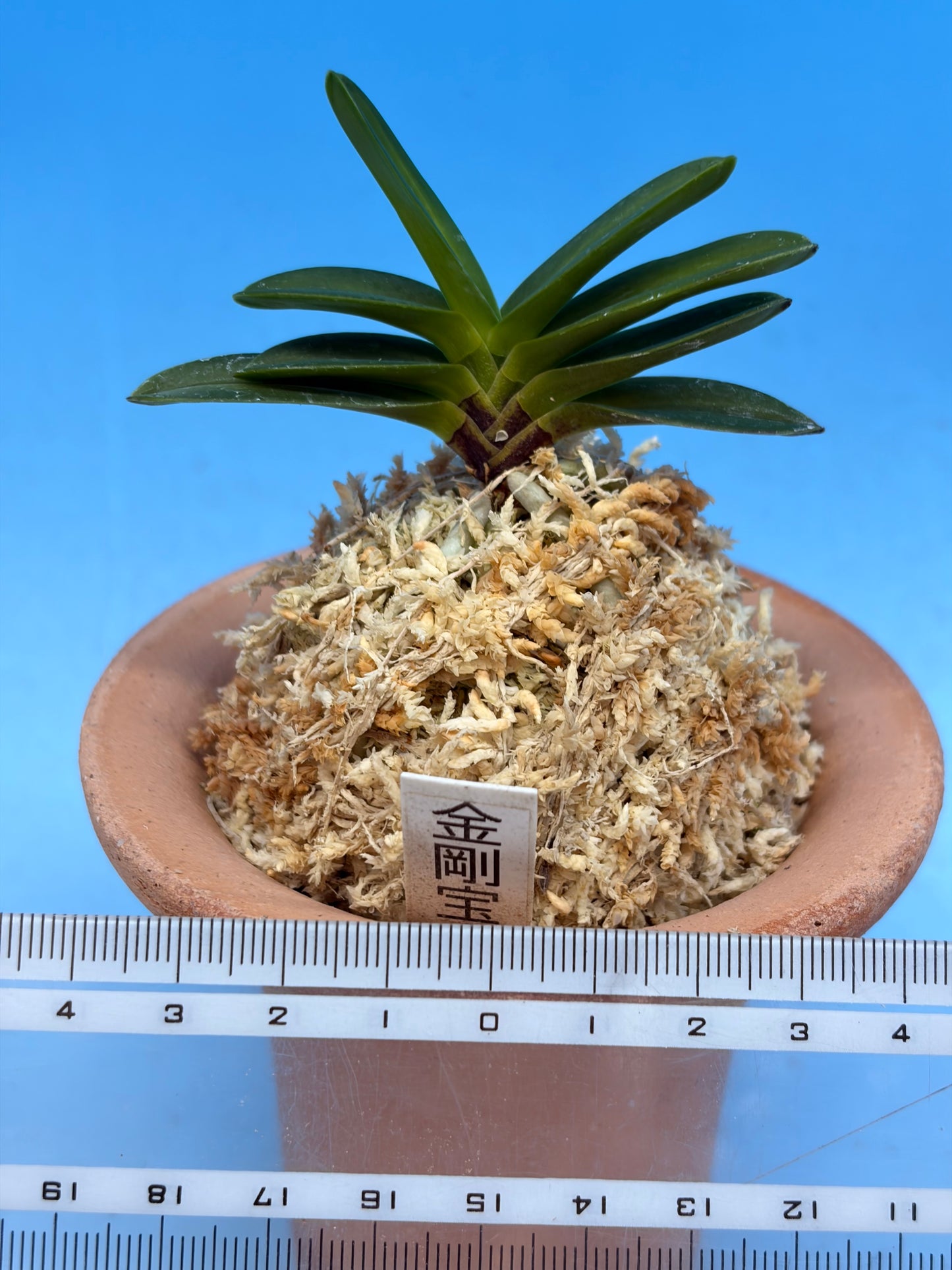 【Europe-N045】kongouhou 金剛宝