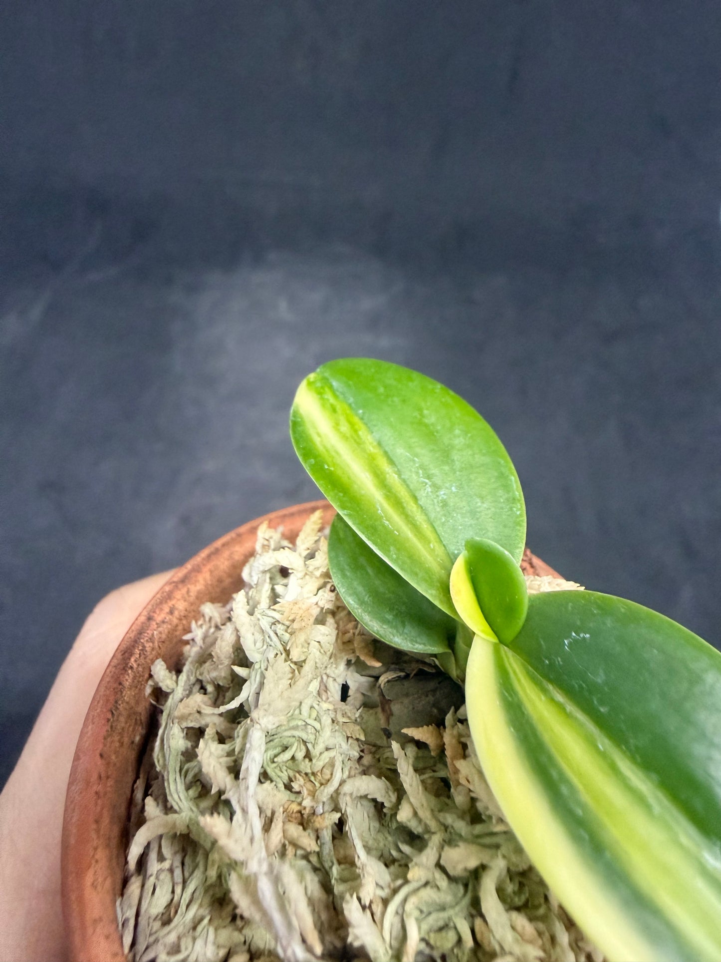 【Europe-P015】Minmaru Shima 明丸縞