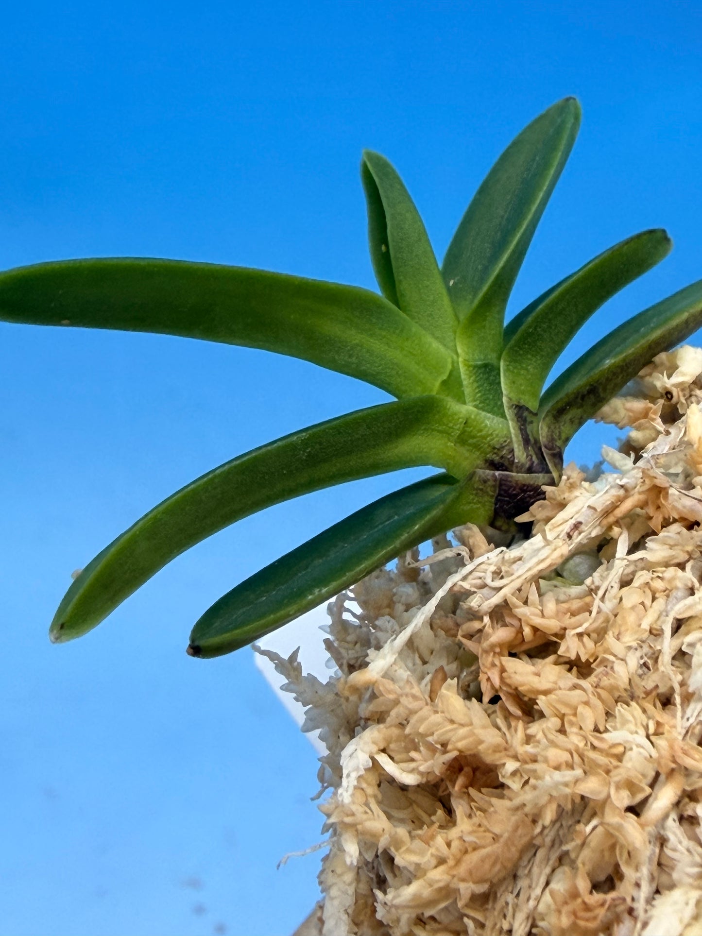 【Europe-N053】kongouhou 金剛宝