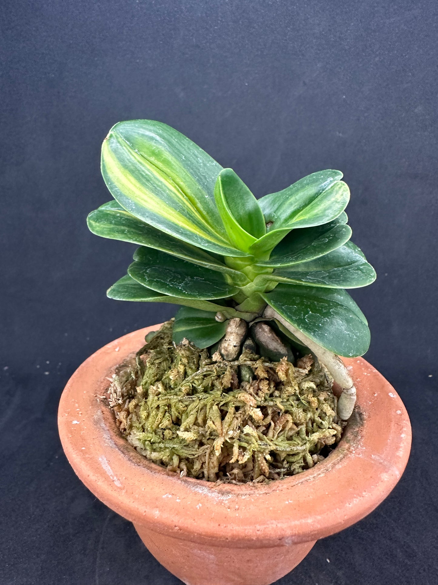 ナゴラン 名護蘭 明丸縞 Sedirea Japonica Minmaru-Shima