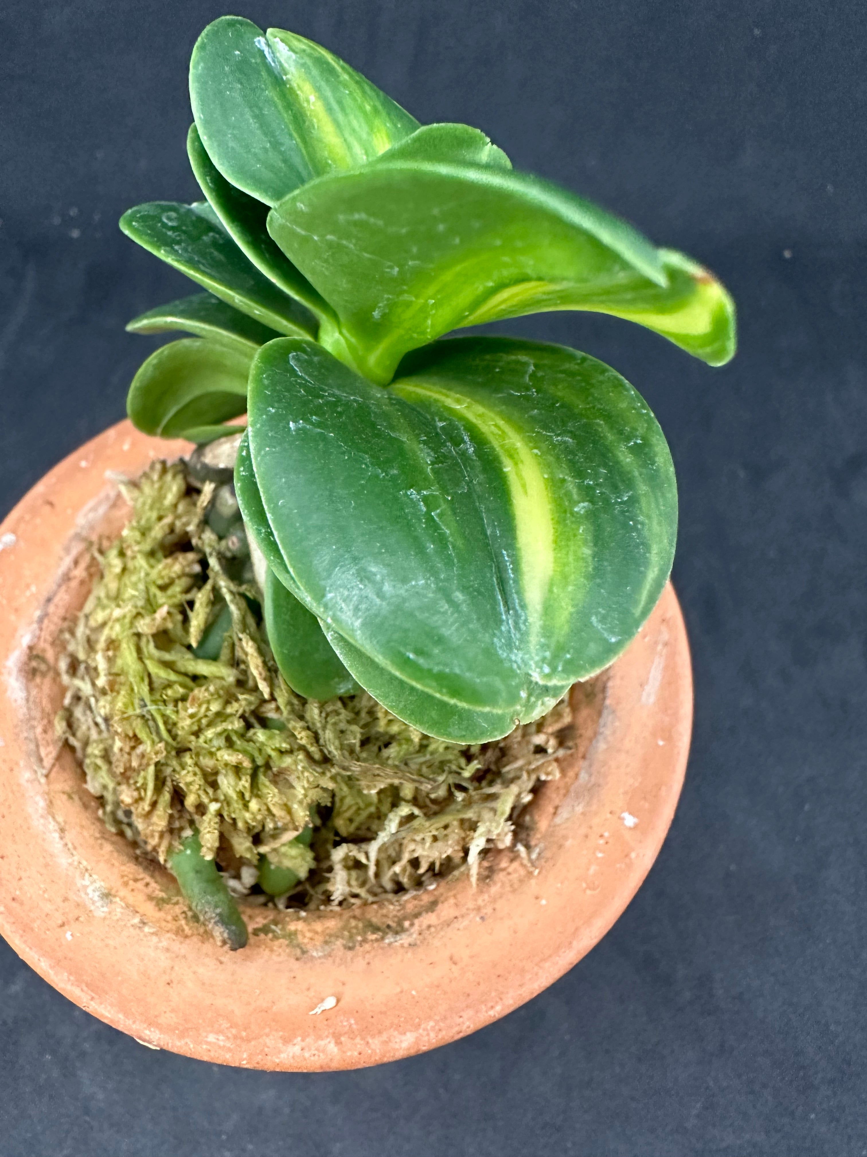 ナゴラン 名護蘭 明丸縞 Sedirea Japonica Minmaru-Shima