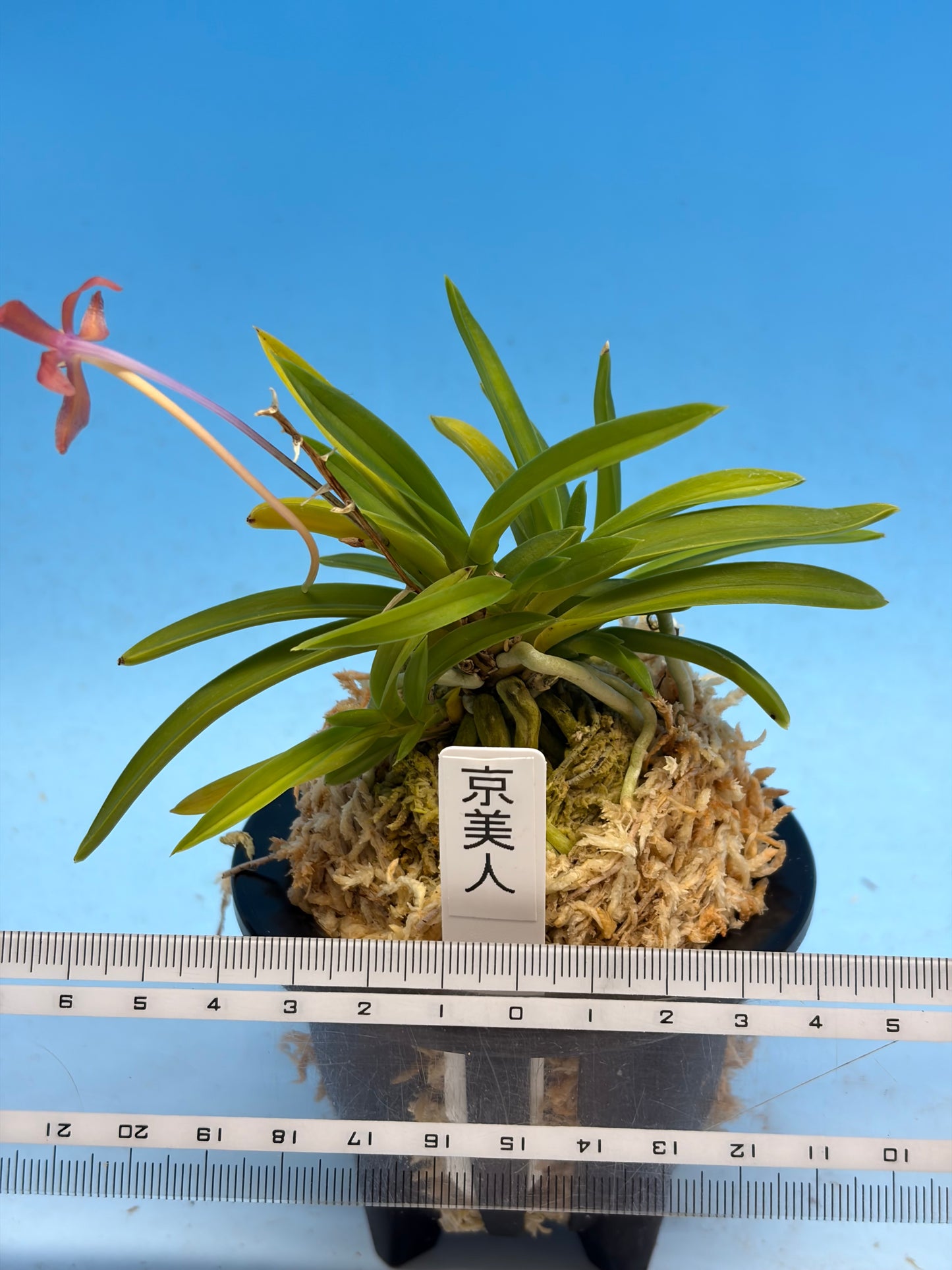 【Europe-N030】kyobijin 京美人