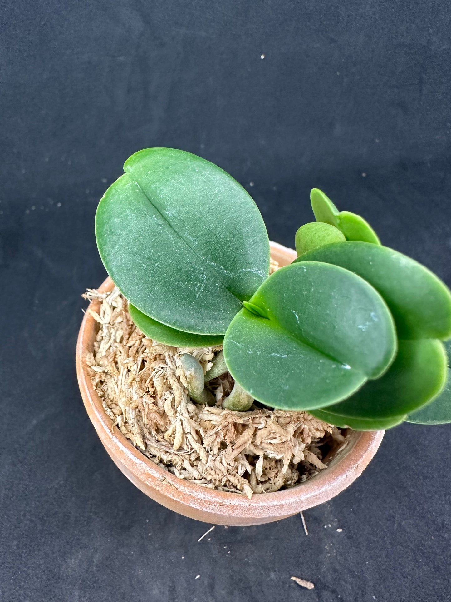 ナゴラン 名護蘭 明丸双子 Sedirea Japonica Minmaru-Twins
