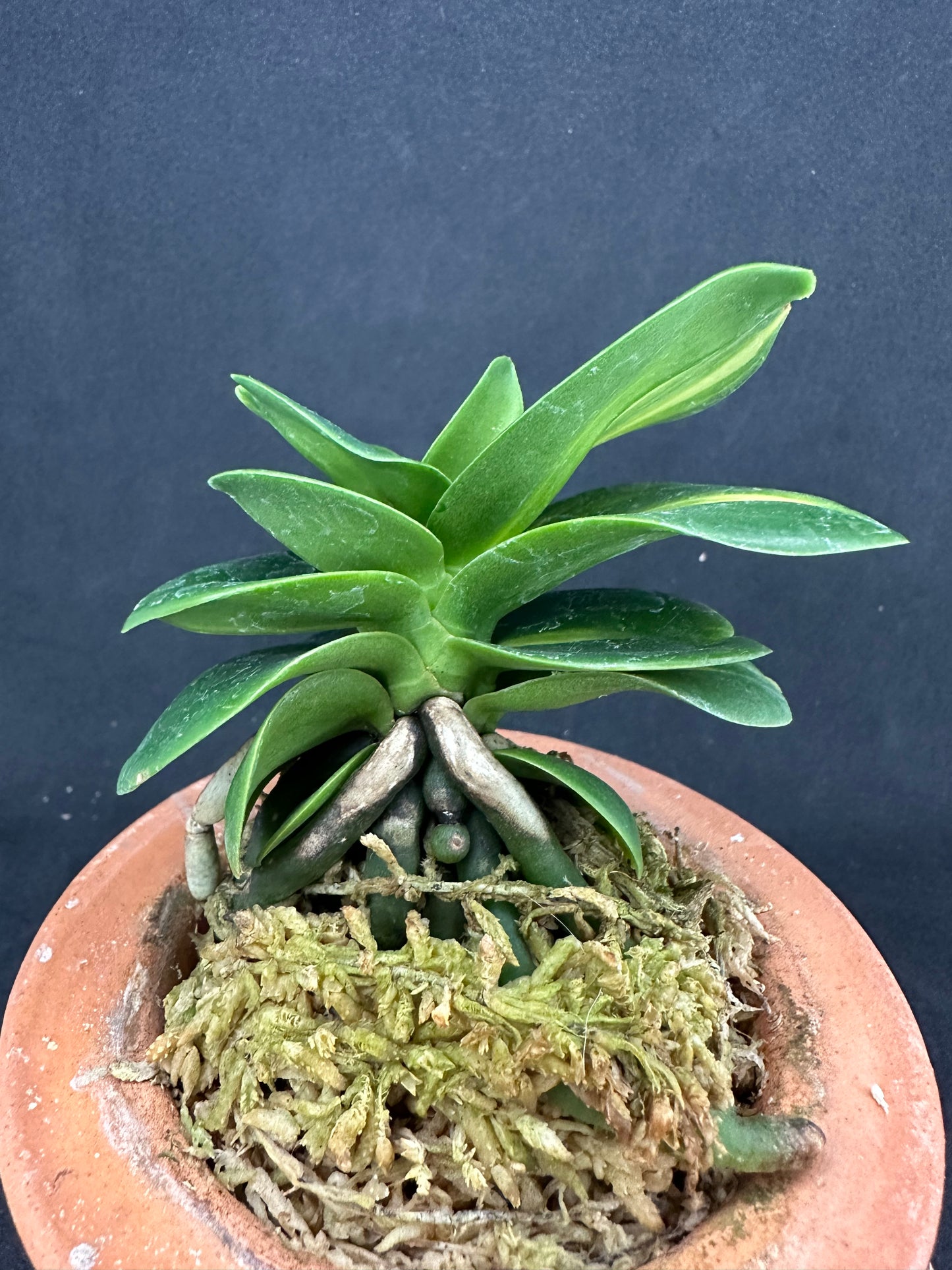 ナゴラン 名護蘭 明丸縞 Sedirea Japonica Minmaru-Shima