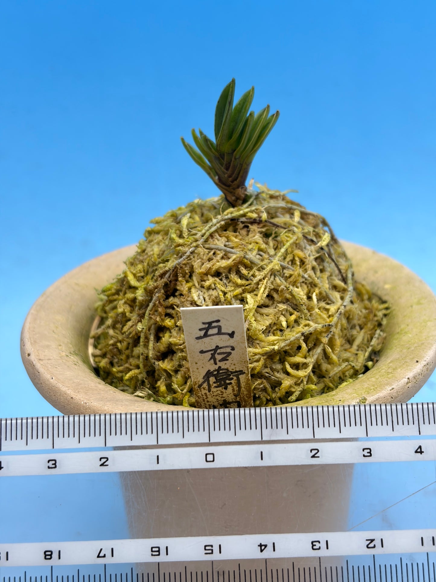 【Europe-N029】Goemon 五右衛門