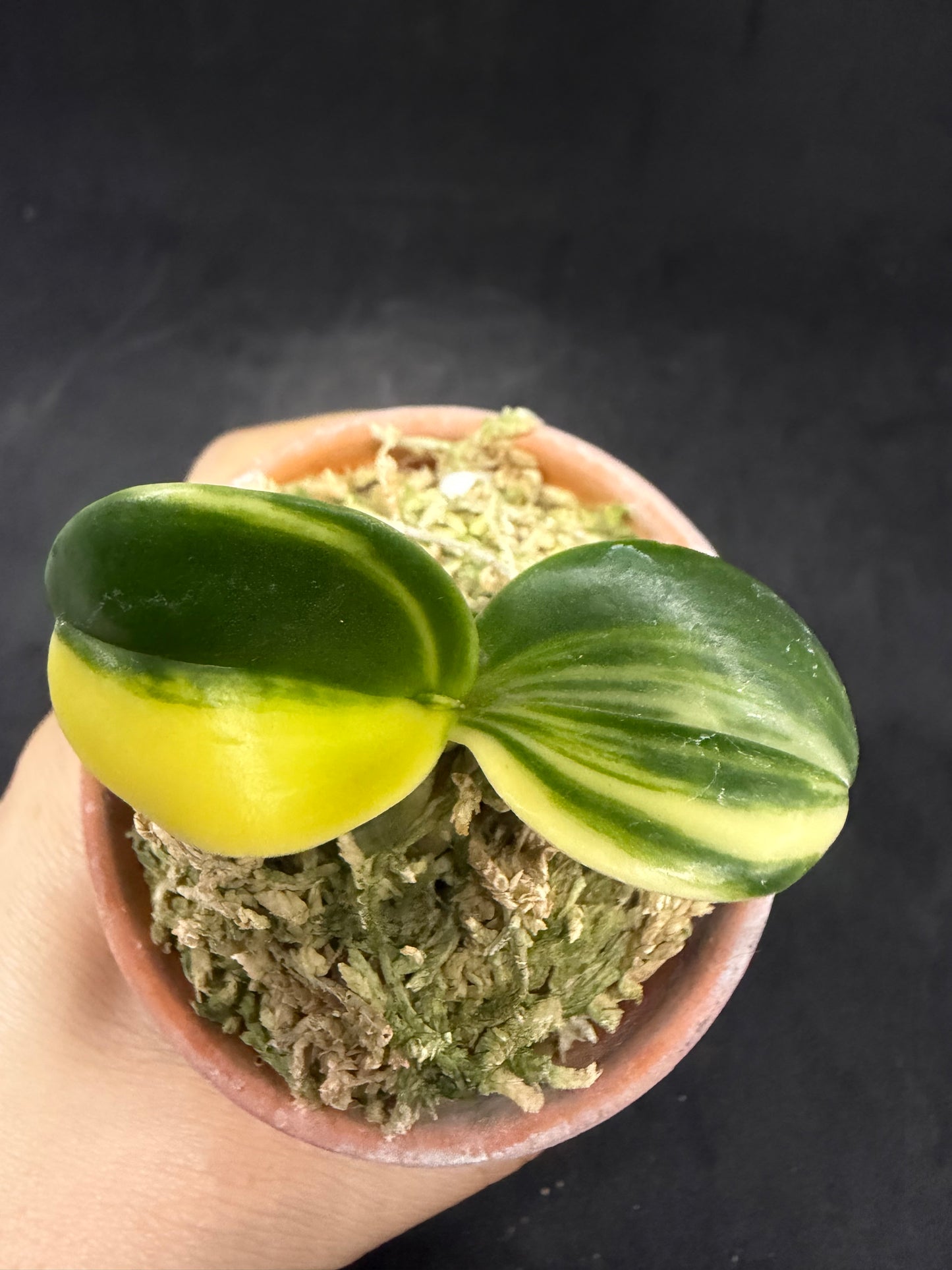 【Europe-P025】Minmaru Shima 明丸縞